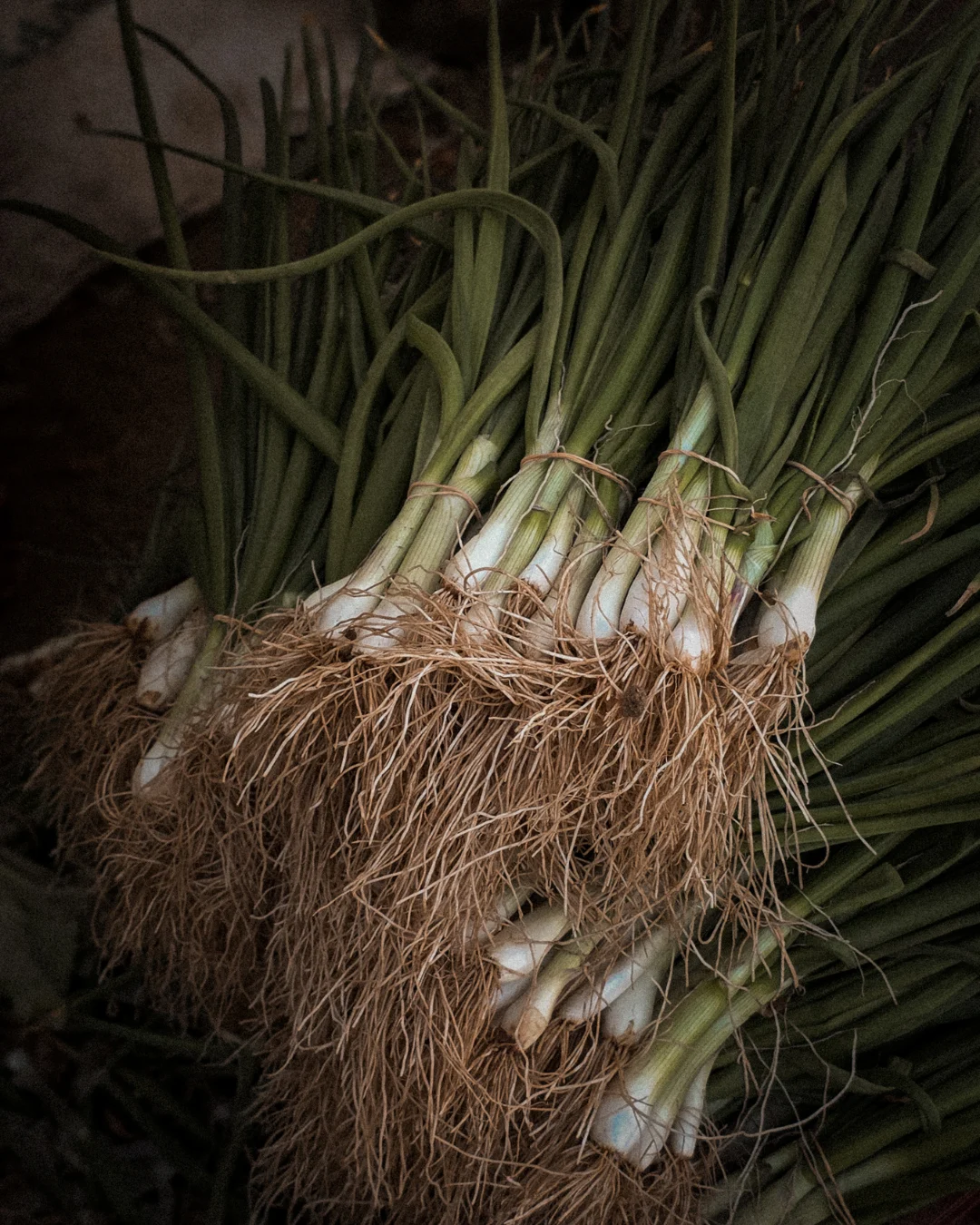 Multiple bundles of freshly harvested spring onions rest on dark earth, their pale white bulbs tangled in a mass of fine, thread-like roots. Long green stems fan outward across the frame. The image is dark and textured, with a film-grain quality and no human presence, only the raw weight of something just pulled from the ground.