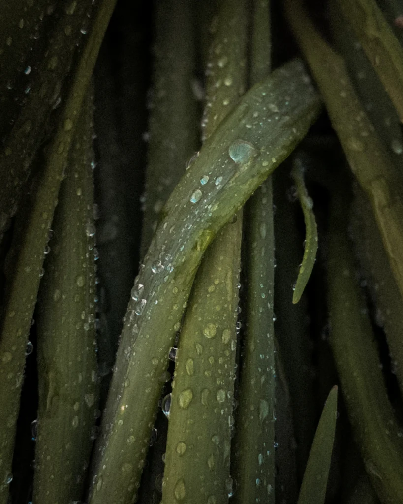 Extreme close-up of dark green plant stems covered in water droplets against a near-black background. The texture is dense and cinematic.