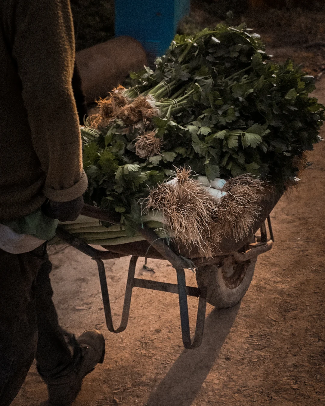 Four wicker baskets filled with fresh herbs — arugula, dill, mint and greens — resting on a weathered wheelbarrow outside. Dark soil and garden foliage in the background.