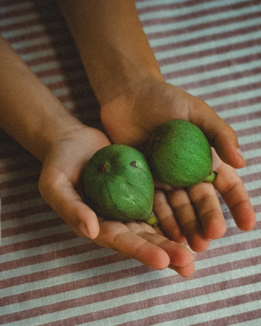 Two small green figs resting in a child's cupped hands over a red and white striped cloth surface