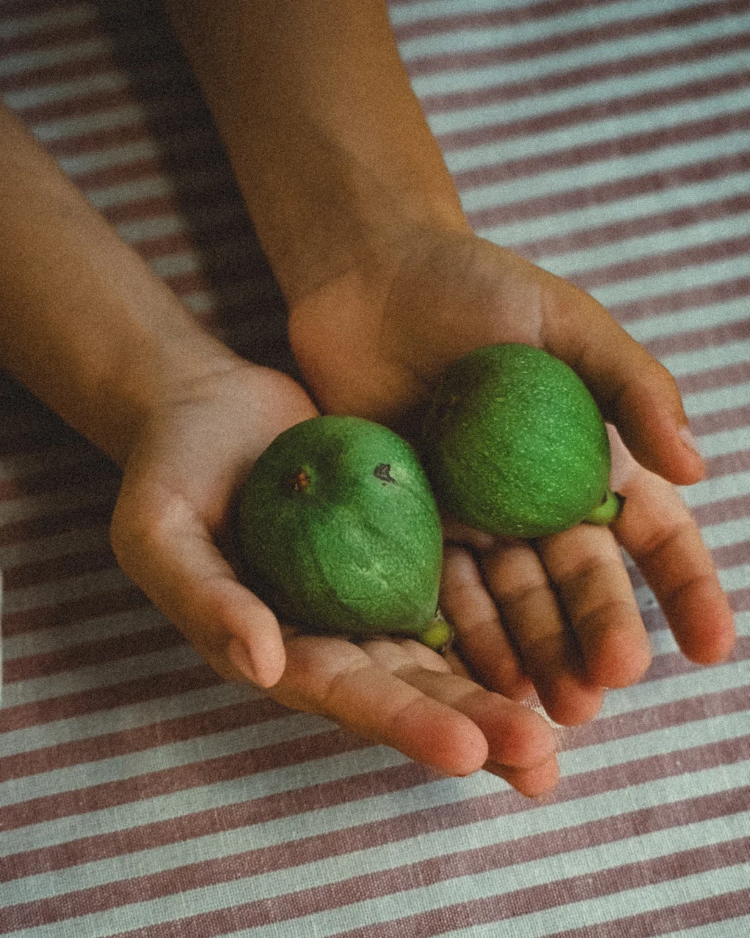 FIG SEASON
