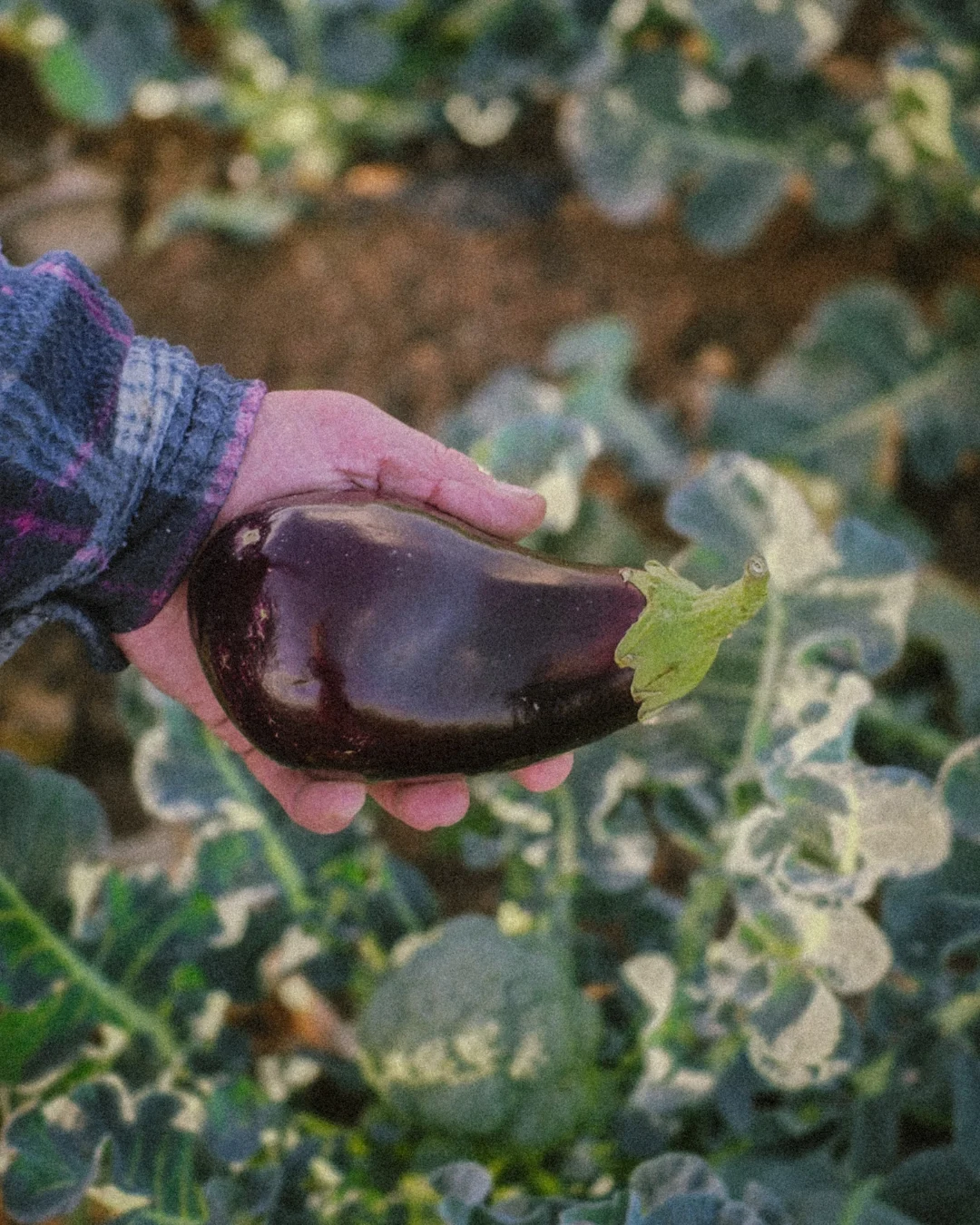 From Earth to table (26) Close-up of weathered hands holding freshly aubergines , natural soil still visible, symbolizing organic harvest and traditional farming practices.