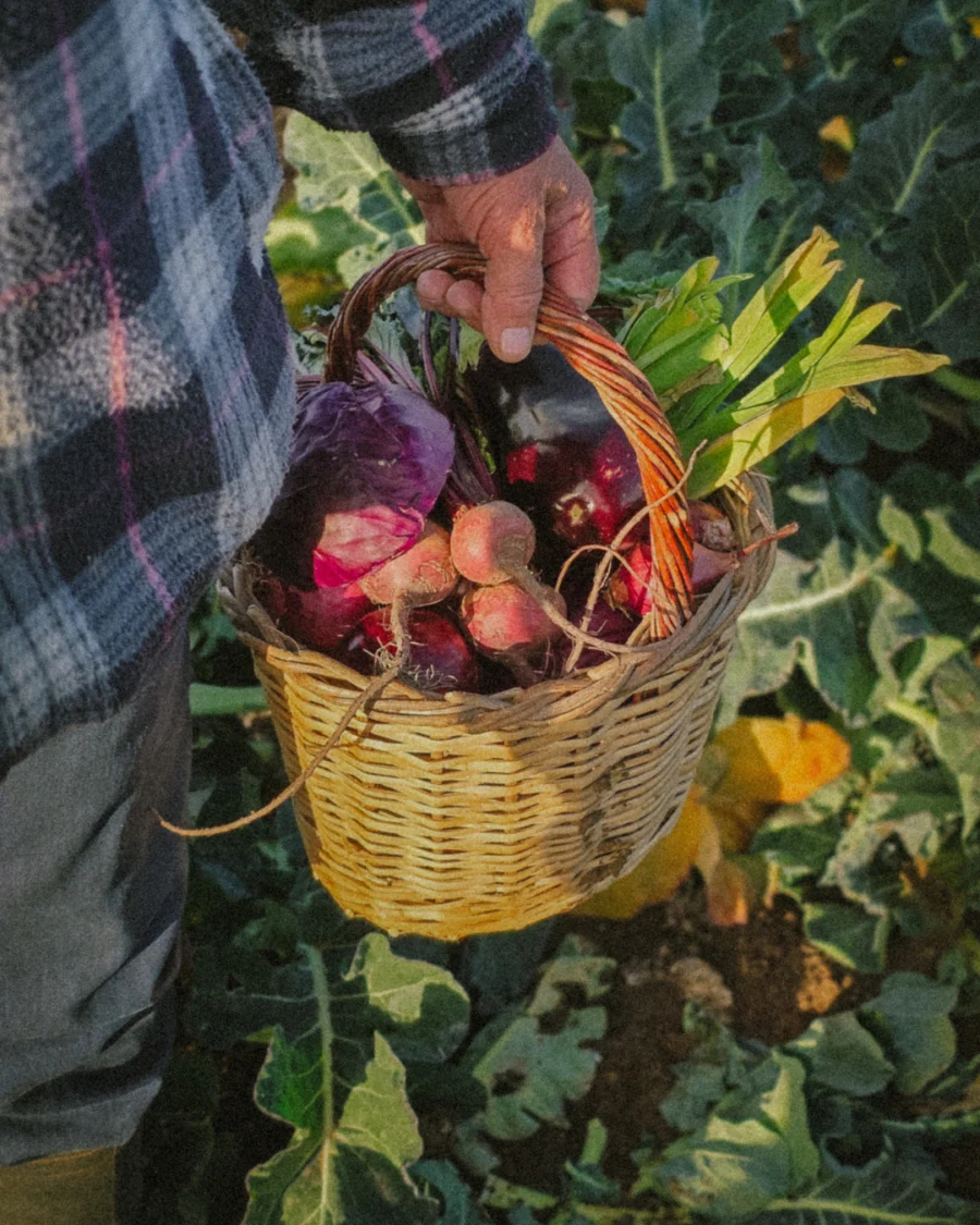 Close-up of an elderly farmer’s hand holding a wicker basket filled with freshly harvested beets, red cabbage and leafy greens in a sunlit vegetable field; organic farm produce gathered by hand.