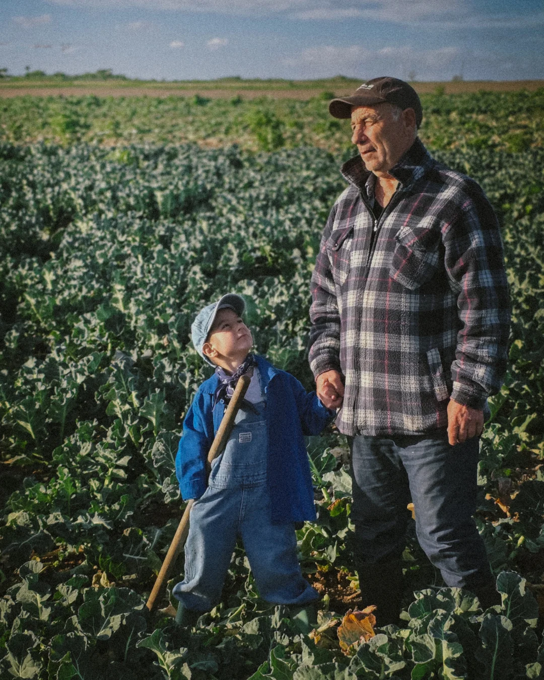 From Earth to table (32) Grandfather and young child standing together in a green vegetable field at sunset, holding hands and farming tools, representing family farming, rural life and generational connection to the land.
