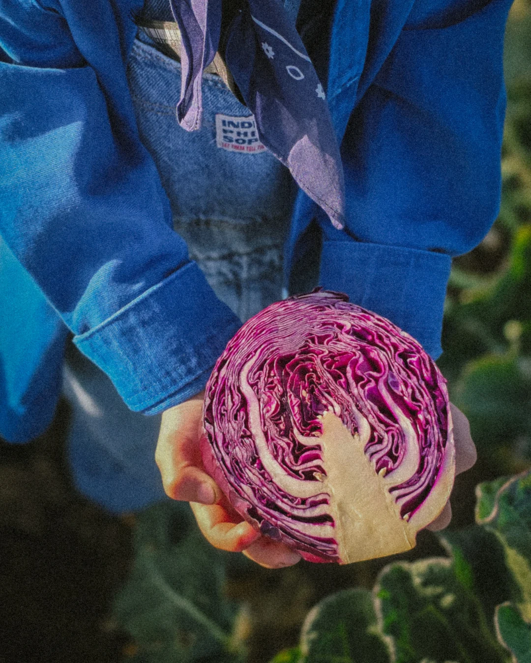 From Earth to table (41) Young boy wearing a blue jacket and denim overalls holding a freshly cut half of red cabbage in his hands while standing in a vegetable field. Natural sunlight highlights the vibrant purple layers of the cabbage.