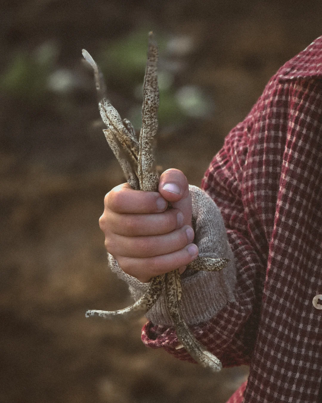 A child’s hand holding several dried bean pods, warm afternoon light hitting the earthy textures.