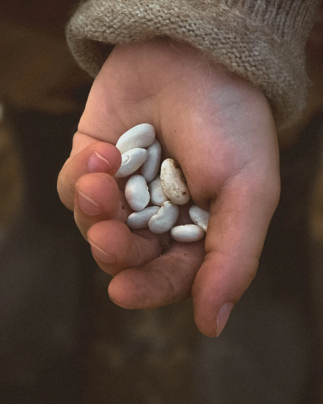 A child’s hand gently holding a handful of white beans, symbolizing growth, care, and early beginnings.