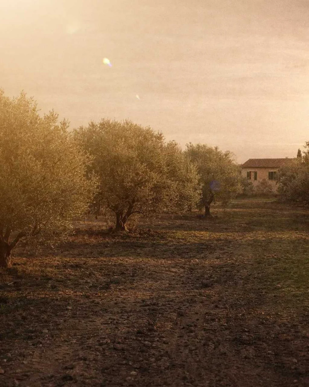 Wide view of an olive grove with a small farmhouse in the distance during sunset.