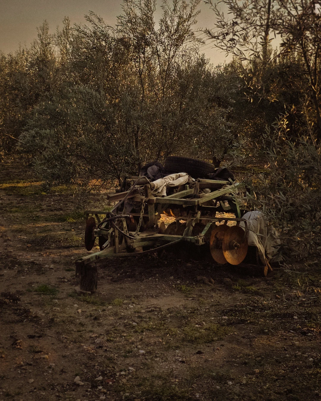 Old agricultural disc harrow resting between olive trees in a rural olive grove during golden hour.