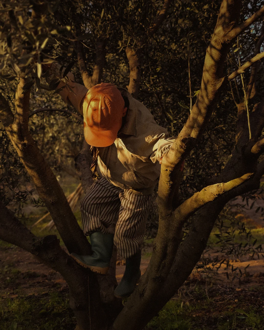 Child climbing and balancing on the trunk of an olive tree in warm sunset light.