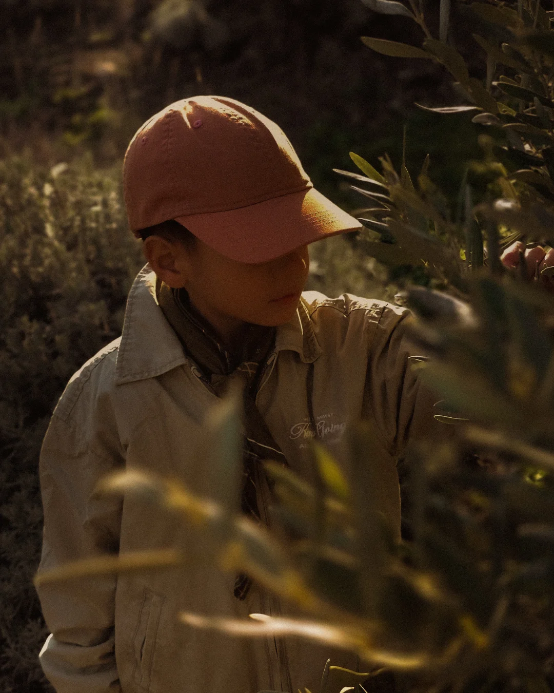 Child standing beside an olive tree and looking directly at the camera during warm golden hour light in a rural olive grove.