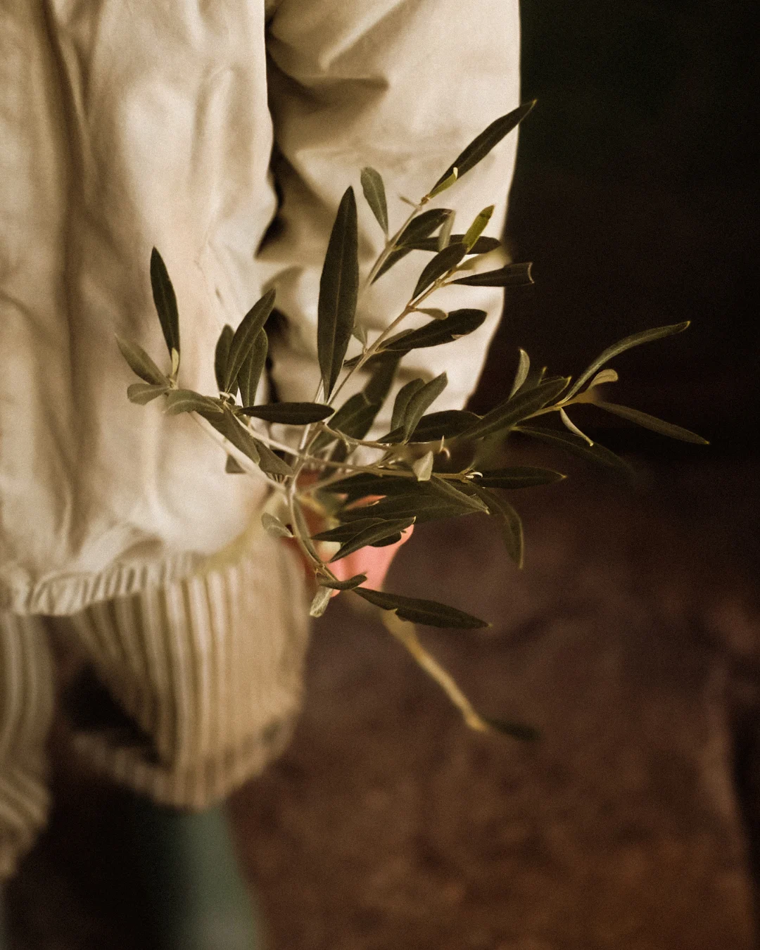 Close-up of a child gently holding a fresh olive branch with green leaves in soft evening light.