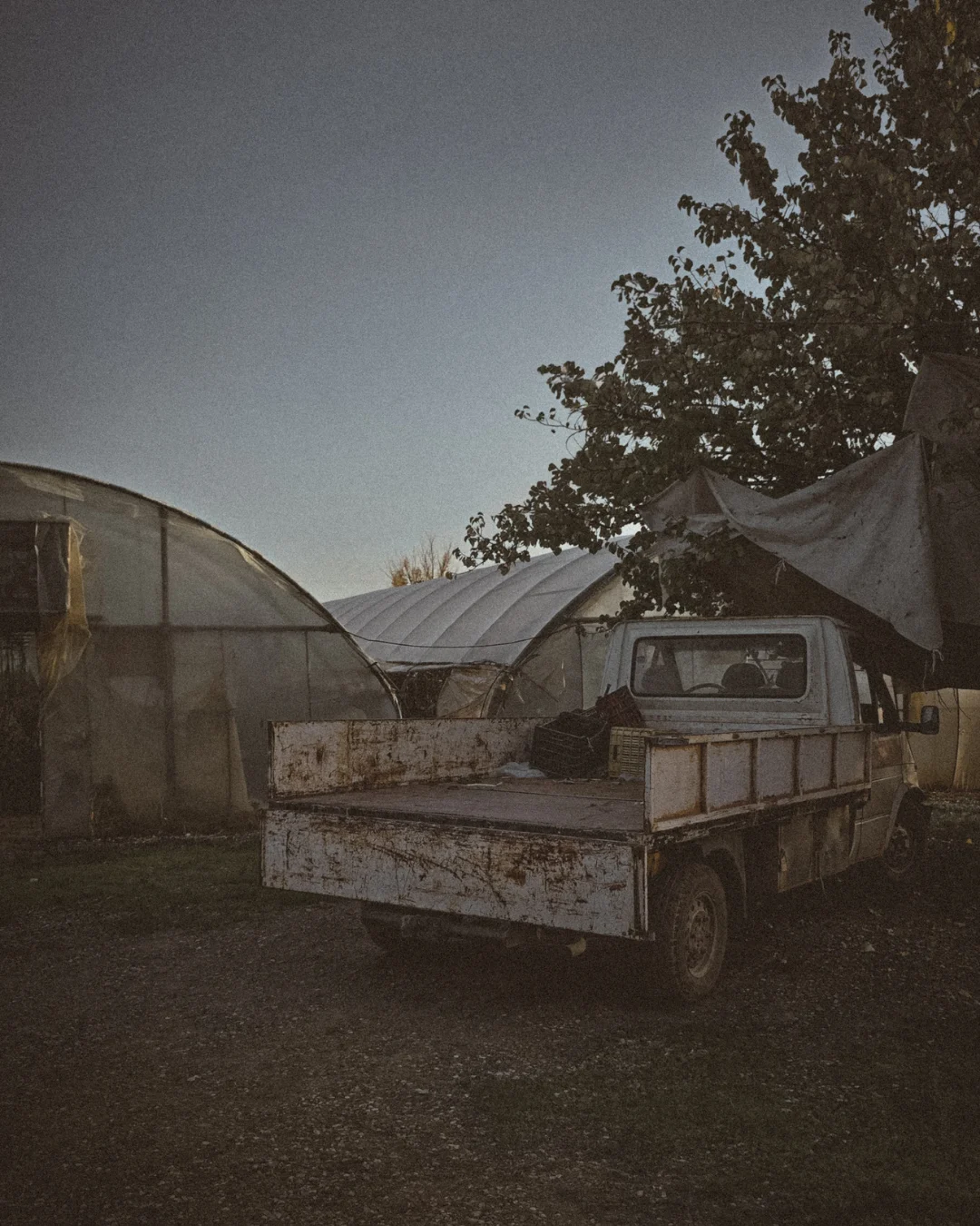 Old white pickup truck parked next to greenhouses during late afternoon light.