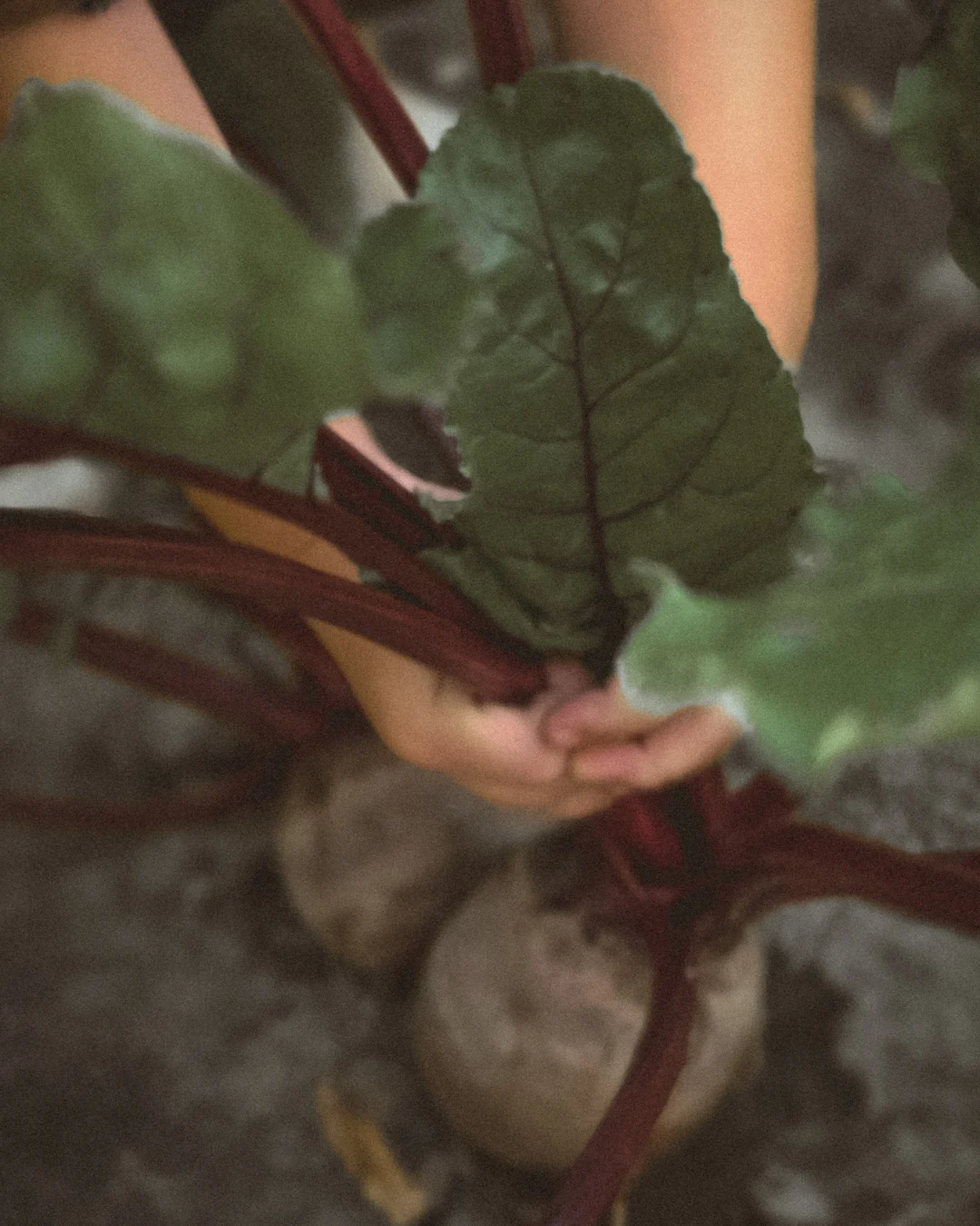 Child’s hands pulling fresh beetroots from the soil, with green leaves and deep red stems in soft winter light.