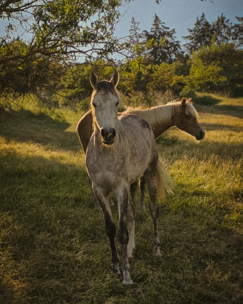 Two wild horses stand in a golden meadow at dusk. The grey horse faces directly into the camera, ears forward, eyes steady. A second chestnut horse stands slightly behind. Dense green trees frame the background. The light is warm and cinematic.